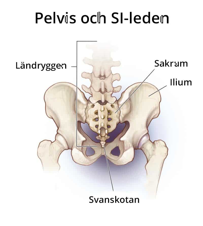 Pelvis och SI-leden